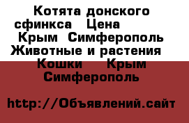 Котята донского сфинкса › Цена ­ 3 000 - Крым, Симферополь Животные и растения » Кошки   . Крым,Симферополь